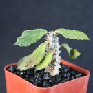 2" Pot Euphorbia Decaryi Decary (Exotic madagascar rare caudex succulent cacti plant)