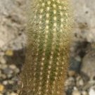 20 SEEDS Haageocereus Chrysostele Cereus Columnar Cacti Pilosocereus Cactus