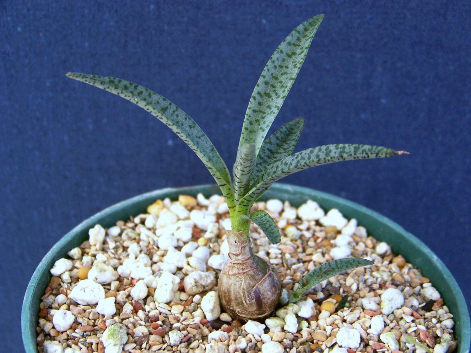 4" Pot Scilla Violacea MINER (Exotic succulent bulb miniature plant ledebouria)