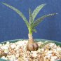 4" Pot Scilla Violacea MINER (Exotic succulent bulb miniature plant ledebouria)