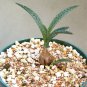 4" Pot Scilla Violacea MINER (Exotic succulent bulb miniature plant ledebouria)