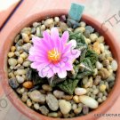 10 SEEDS RARE ARIOCARPUS FISSURATUS (Exotic living stone rock cactus cacti seed)