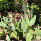 150 SEEDS RARE OPUNTIA ENGELMANNII (Exotic Linguiformis Angel's Wing Cactus seed)