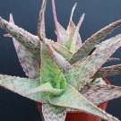 100 SEEDS Aloe Cultivar SILVER RIDGE (Hybrid exotic outdoor succulent rare seed) 100 SEEDS Aloe Cultivar SILVER RIDGE (Hybrid exotic outdoor succulent rare seed)