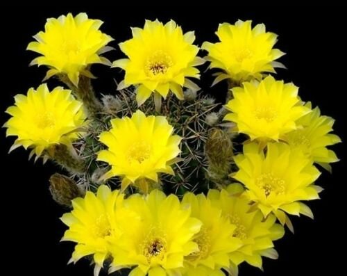 20 SEEDS Lobivia Shaferi (Lobivia aurea notocactus chamaecereus succulent seed)