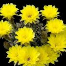 20 SEEDS Lobivia Shaferi (Lobivia aurea notocactus chamaecereus succulent seed)