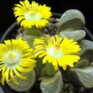 100 SEEDS LITHOPS HELMUTII (Rare living stones exotic peables succulent rock seed)