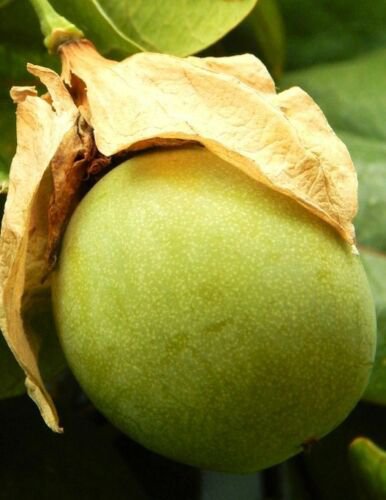 100 SEEDS Passiflora Maliformis (Sweet Calebash passion flower edible fruit seed)