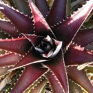 50 Seeds Dyckia Platyphylla (Exotic rare cactus hetchia caudex cacti agave seed)