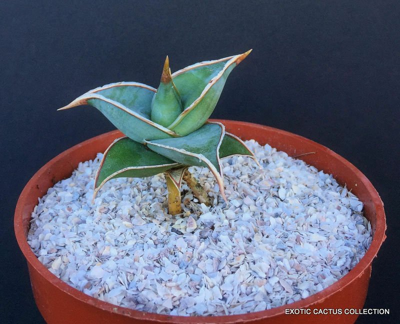 4" Pot WALKING SANSEVIERIA SHORT LEAF Pinguicula (Rare snake plant succulent)