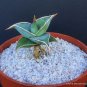4" Pot WALKING SANSEVIERIA SHORT LEAF Pinguicula (Rare snake plant succulent)