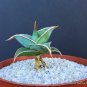 4" Pot WALKING SANSEVIERIA SHORT LEAF Pinguicula (Rare snake plant succulent)