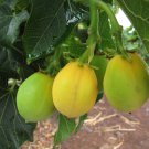 500 Seeds PHYSIC NUT Barbados Rare JATROPHA CURCAS Diesel 500 Seeds PHYSIC NUT Barbados Rare JATROPHA CURCAS Diesel