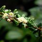 50 SEEDS Nashia Inaguensis Bahamas Berry (Exotic florida native fruits bird seed)