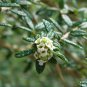 50 SEEDS Nashia Inaguensis Bahamas Berry (Exotic florida native fruits bird seed)
