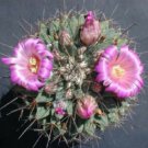 500 SEEDS Mammillaria Melanocentra (Exotic rare cactus collectors cacti seed)