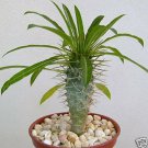 4" Pot Pachypodium Lamerei (Rare madagascar palm plant cactus cacti caudex bonsai)