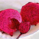 30 Seeds Dragon Fruit RED (Pitaya exotic plant cactus hilocereus undatus seed) 30 Seeds Dragon Fruit RED (Pitaya exotic plant cactus hilocereus undatus seed)