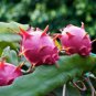 30 Seeds Dragon Fruit RED (Pitaya exotic plant cactus hilocereus undatus seed)