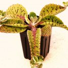 15 SEEDS DONKEY EARS (Kalanchoe Gastonis Bonnieri plant exotic succulents seed)