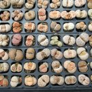30 SEEDS Living Stones Lithops Variety MIX (Succulent mesembs stone cactus seed)