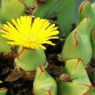 30 SEEDS Conophytum Supremum (Rare mesemb exotic semi rock living stones seeds)