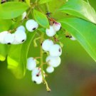 50 Seeds White Indigoberry (Randia aculeata florida native indigo berry seed) 50 Seeds White Indigoberry (Randia aculeata florida native indigo berry seed)
