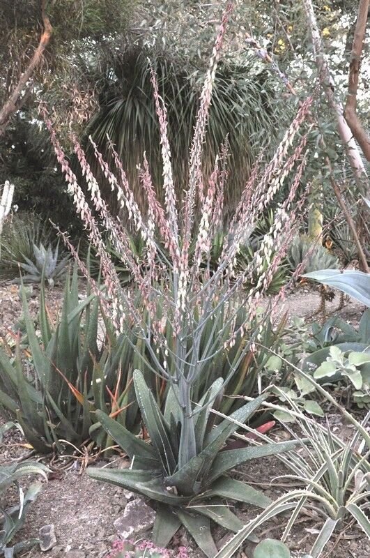 20 Seeds Thicket Gasteria Excelsa (Rare huge succulent agave garden aloe seed)