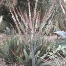 20 Seeds Thicket Gasteria Excelsa (Rare huge succulent agave garden aloe seed) 20 Seeds Thicket Gasteria Excelsa (Rare huge succulent agave garden aloe seed)