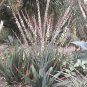 20 Seeds Thicket Gasteria Excelsa (Rare huge succulent agave garden aloe seed)