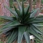 20 Seeds Thicket Gasteria Excelsa (Rare huge succulent agave garden aloe seed)
