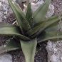 20 Seeds Thicket Gasteria Excelsa (Rare huge succulent agave garden aloe seed)