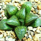 10 SEEDS HAWORTHIA FUSCA "PAULSFONTEIN" (Rare miniature succulent cactus aloe)