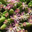 100 SEEDS Gibbaeum Gibbosum (Living stones exotic rare mesembs rocks cactus seed)