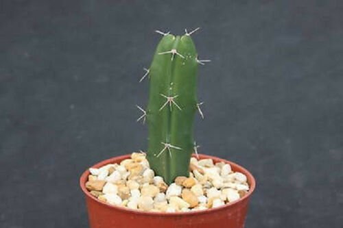 4" Pot Acanthocereus Tetragonus Barbed Wire Cactusrare Florida Native Plant Cacti
