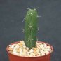 4" Pot Acanthocereus Tetragonus Barbed Wire Cactusrare Florida Native Plant Cacti