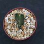 4" Pot Acanthocereus Tetragonus Barbed Wire Cactusrare Florida Native Plant Cacti