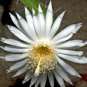 4" Pot Acanthocereus Tetragonus Barbed Wire Cactusrare Florida Native Plant Cacti
