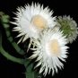 4" Pot Acanthocereus Tetragonus Barbed Wire Cactusrare Florida Native Plant Cacti