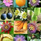 15 Seeds PASSION FRUIT Mix (Rare passionflower edible tropical vine mixed seed)