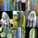 50 Seeds PILOSOCEREUS Variety Mix (Rare columnar cacti exotic succulents seed)