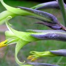 15 SEEDS EXOTIC PUYA MIRABILIS (Bromeliad agave drought aloe succulent plant seed)