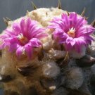 10 SEEDS RARE ARIOCARPUS RETUSUS CONFUSUS (Exotic flowering cactus cacti seed)