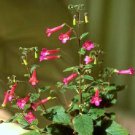 20 SEEDS Sinningia Apricot (Rare succulent exotic caudex african violet mini seed)