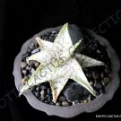 10 SEEDS RARE ALOE WHITE STAG (Hybrid exotic color succulent flowering seed) 10 SEEDS RARE ALOE WHITE STAG (Hybrid exotic color succulent flowering seed)