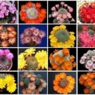 50 SEEDS Rebutia Variety MIX (Exotic flowering color cacti rare cactus aloe seed)