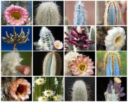 50 SEEDS Columnar Cacti MIX (Outdoor rare cactus seed)