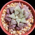 5 Seeds HAWORTHIA MIRABILIS BADIA (Exotic rare succulent bonsai cactus cacti aloe)