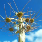 5 SEEDS DORSTENIA GYPSOPHILA (Rare succulents caudex exotic caudiciform seed)