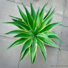 4" POT RARE AGAVE DESMETTIANA (Variegated marginata variegata cactus plant aloe)